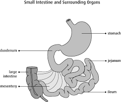 small intestine and it s functions