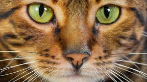 We are a small family owned and operated cattery specializing in african servals and savannahs located in the country side of the heart land of america. Cat Breeds With Wild Roots Mental Floss