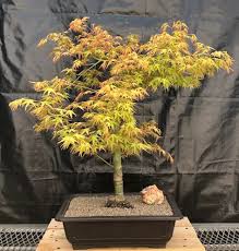 dwarf anese maple bonsai tree acer