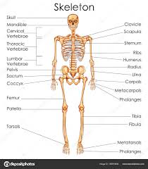 Medical Education Chart Of Biology For Human Skeleton