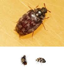 remove carpet beetles how to