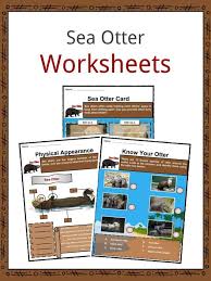 Sea Otter Facts Worksheets Habitat Anatomy Life Cycle