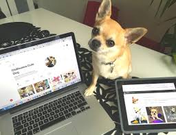 Image result for chihuahua with laptop