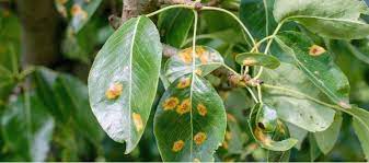 treating and preventing rust on plants