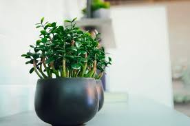 Jade Plants Toxic To Humans And Pets