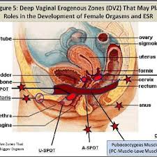 Deep Vaginal Erogenous Zones Dvzs Include G Spot Inner