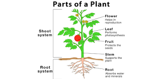 A pineapple is a berry. Parts Of Plants And Their Functions Proprofs Quiz