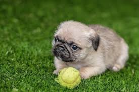 Artificial Turf For Dogs