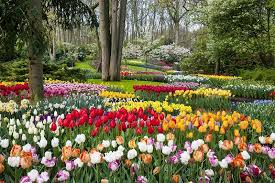 Famous Tulip Garden In Holland