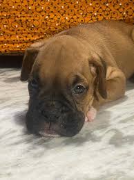 boxer puppies in india at best