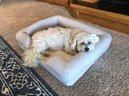 the 11 best orthopedic dog beds of 2023