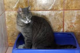 how to remove cat urine from clothes ehow