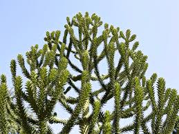 The Riddle Of The Monkey Puzzle Tree