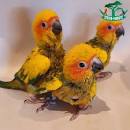 Image result for sun conure for sale