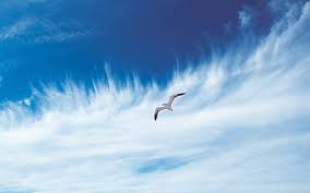 hd wallpaper sky bird flying free