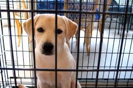 All shelter animals also go through medical and behavioral screenings, and we share our findings with you, but please know that unexpected issues can sometimes arise after. Animal Charities Rescue Organisation In Abu Dhabi Expatwoman Com