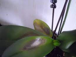 orchidée brulée - Poubellarium interNational Connection