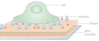 what lipid bilayers can do for you