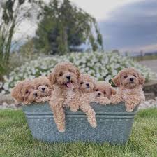 family affair puppies