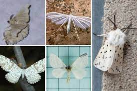 white moth species