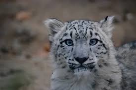 snow leopard stock photos royalty free