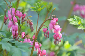 Maybe you would like to learn more about one of these? Perennial Spring Flowers For Early In The Season