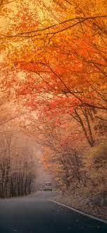 Autumn, trees, red leaves, road, fog ...