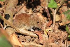 Get rid of moles safely and protect your pets poison peanuts have traditionally been used to rid a lawn of moles. How To Get Rid Of Voles In Your House And Yard