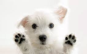 cute puppy wallpapers 74 images