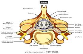 1000 Spinal Nerves Stock Images Photos Vectors