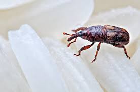 rice weevil 5 fun facts how to get