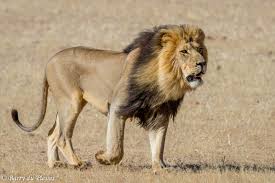 Image result for male lion walking to the right