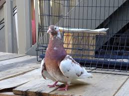 Animalhousepetcenter has the lowest google pagerank and bad results in terms of yandex topical citation index. After Near Miss With A Hawk A Pigeon Takes Up Residence In Berkeley Pet Store
