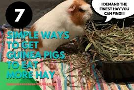 guinea pigs to eat more hay