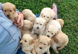 3314 ayrshire street jacksonville, fl 32226 phone: Super Cute Akc Golden Retriever Puppies For Sale In Jacksonville Florida Classified Americanlisted Com