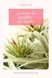 how-do-i-know-if-my-air-plant-is-healthy