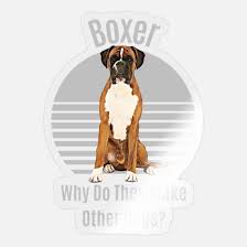 funny boxer why do they make other dogs