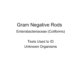 Gram Negative Coliforms