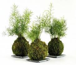 How To Make A Japanese Moss Ball The