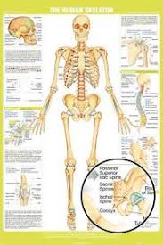 Details About Human Skeleton Chart Poster 24x36 School Education 34331