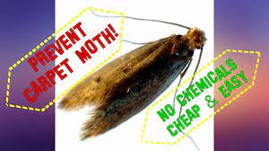 how to prevent carpet moth larvae from