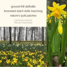 Festivals held throughout the year celebrate what's blooming (like azaleas, dogwoods, and waterlilies.) bird watch from the gazebo in the pleasance, where the stream and food sources attracts a huge variety of birds. Daffodils Take Me To Haiku Heaven Random Storyteller