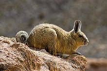 Click here to post the first comment. Southern Viscacha Wikipedia