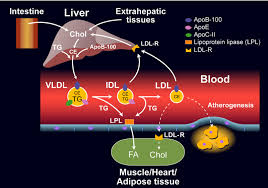 introduction to lipids and lipoproteins