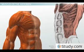 Be sure to visit the guide for more context and information about muscles of the chest and abdomen, or read some of our other health & anatomy posts! Function Anatomy Of The Muscles Of The Chest And Abdomen Video Lesson Transcript Study Com
