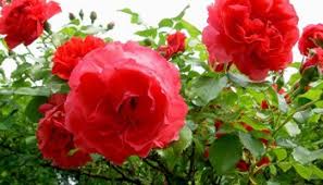 Womit sollte man rosen düngen? Rosen Nach Der Blute Pflegen Schneiden Dungen Phlora De
