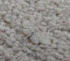 carpet moths naturally no chemicals