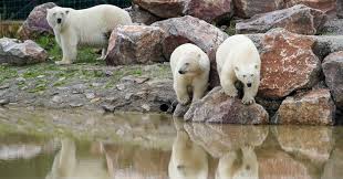 polar bears personalities start to