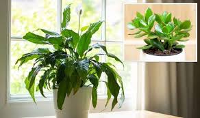 Houseplants Common Plants Which