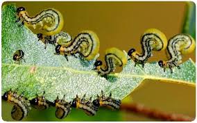 Here's the do it yourself pest control recipe that grandpa used to finally rid our home of termites & carpenter ants. Natural Pest Control Remedies Organic Solutions For Garden Pests